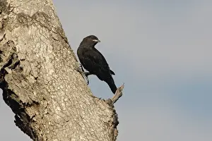 Treecreepers: Black-tailed Treecreeper - A young male