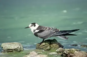 Maureen Brown: Black Tern