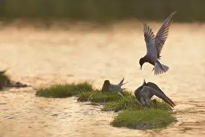 Chlidonias: Black Tern