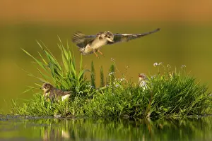 Chlidonias: Black Tern