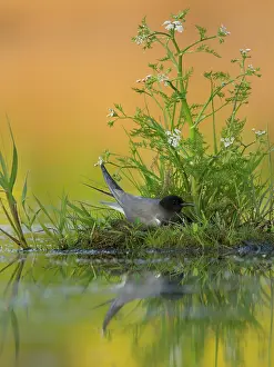 Chlidonias: Black Tern