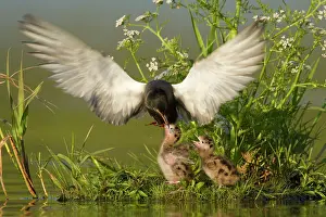 Chlidonias: Black Tern