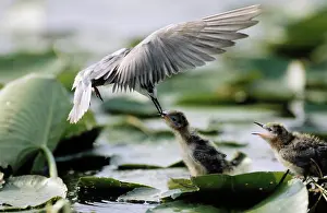 Chlidonias: Black Tern