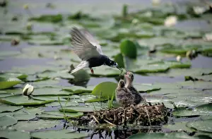 Chlidonias: Black Tern