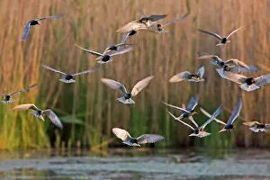 Chlidonias: Black Tern
