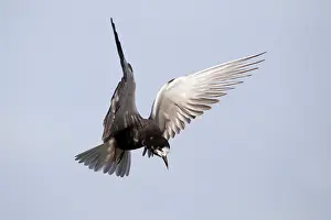 Chlidonias: Black Tern