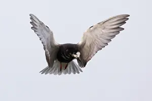 Chlidonias: Black Tern