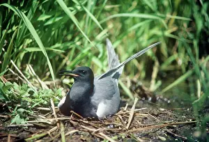 Chlidonias: Black Tern - adult female on the nestSS