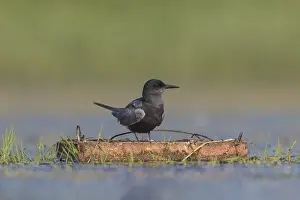 Chlidonias: Black Tern - adult tern at from artificial platform