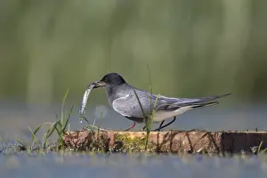 Chlidonias: Black Tern - adult tern at from artificial platform