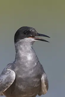 Chlidonias: Black Tern - adult tern calling - Germany