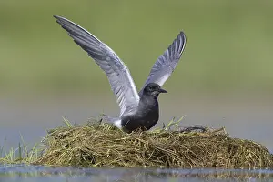 Chlidonias: Black Tern - adult tern flapping its wings - Germany
