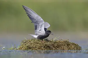 Terns: Black Tern - adult tern flapping its wings - Germany