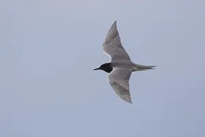 Chlidonias: Black Tern - adult tern in flight - Germany