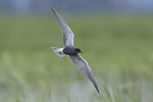 Chlidonias: Black Tern - adult tern in flight - Germany