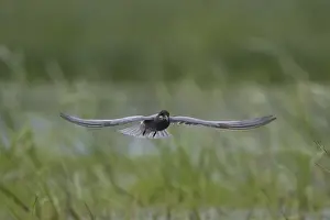 Chlidonias: Black Tern - adult tern in flight - Germany