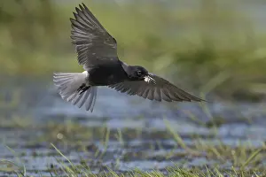 Chlidonias: Black Tern - adult tern in flight - Germany