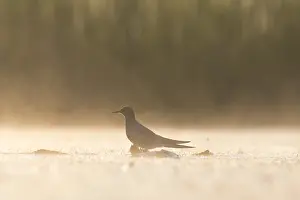 Chlidonias: Black Tern - adult tern - Germany