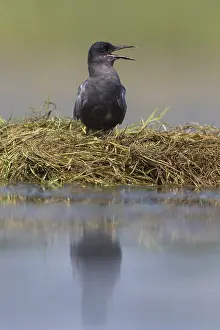 Chlidonias: Black Tern - adult tern - Germany