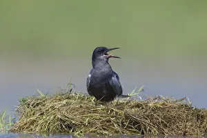 Chlidonias: Black Tern - adult tern - Germany