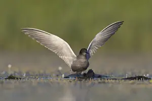 Terns: Black Tern - adult tern - Germany