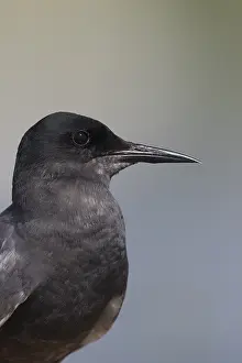 Chlidonias: Black Tern - adult tern portrait - Germany