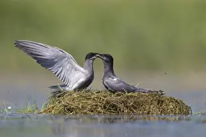 Chlidonias: Black Tern - adult terns courting - Germany