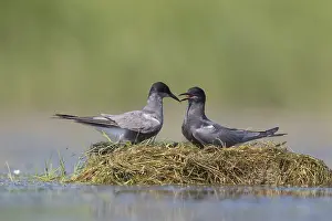 Chlidonias: Black Tern - adult terns courting - Germany