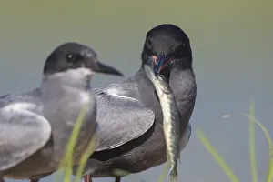 Chlidonias: Black Tern - adult terns with a fish - Germany