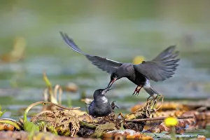 Chlidonias: Black tern (Chlidonias niger), courtship feeding