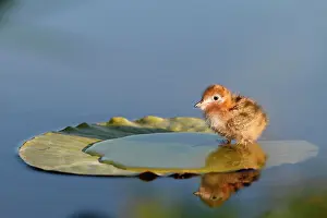 Chlidonias: Black tern (Chlidonias niger), six day old chick