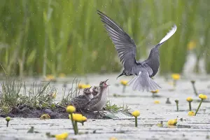 Chlidonias: Black Tern (Chlidonias niger) feeding chicks a