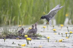 Chlidonias: Black Tern (Chlidonias niger) feeding chicks a