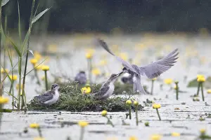 Chlidonias: Black Tern (Chlidonias niger) feeding chicks, T