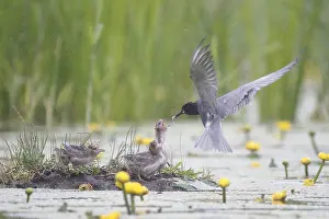 Chlidonias: Black Tern (Chlidonias niger) feeding chicks, T