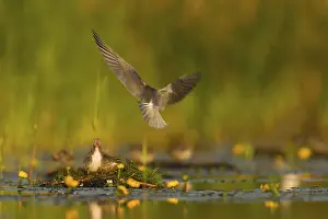 Gull: Black Tern (Chlidonias niger) feeding of juvenile