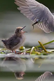 Tern: Black Tern (Chlidonias niger) feeding young bird