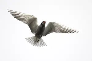 Chlidonias: Black Tern (Chlidonias niger) in flight against