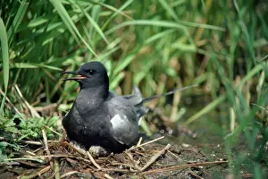 Chlidonias: Black Tern - female on nest