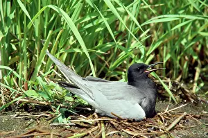 Chlidonias: BLACK TERN ON NEST