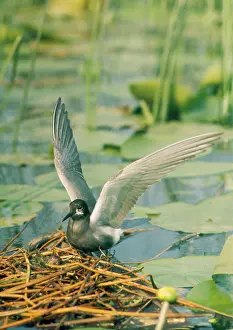Ursula Curth: Black Tern - at nest with eggs