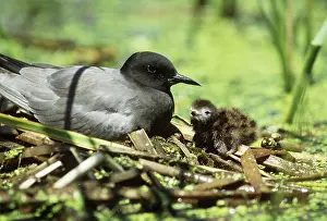 Chlidonias: Black Tern at nest with young