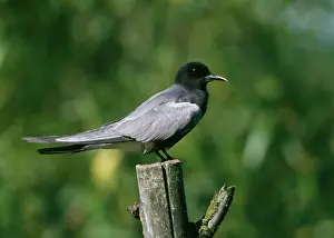 Chlidonias: Black Tern - Perched on wooden dead tree trunk