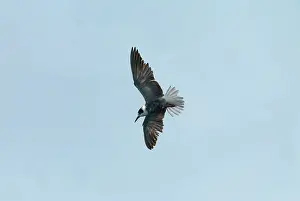 Chlidonias: Black Tern - possibly juvenile