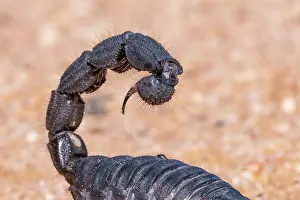 Arachnida: BLACK THICK HAIRY TAILED SORPION