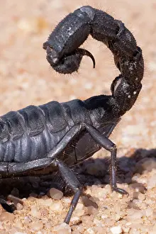 Arachnida: BLACK THICK HAIRY TAILED SORPION