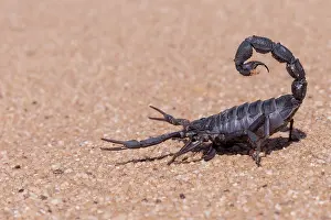 Arachnida: BLACK THICK HAIRY TAILED SORPION