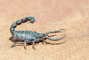 Arachnida: BLACK THICK HAIRY TAILED SORPION
