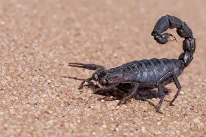 Arachnida: BLACK THICK HAIRY TAILED SORPION