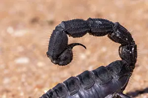 Arachnida: BLACK THICK HAIRY TAILED SORPION